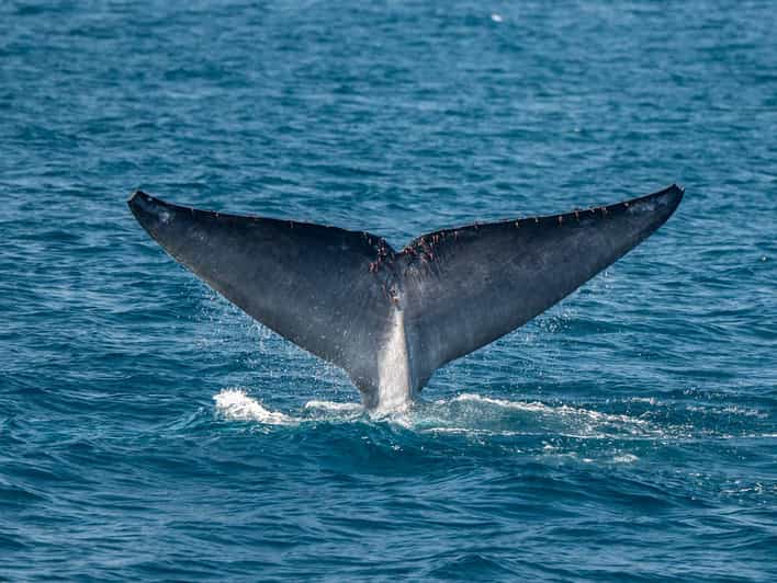 San Diego: Dolphin and Whale-Watching Sunset Cruise - Key points to know before you go
