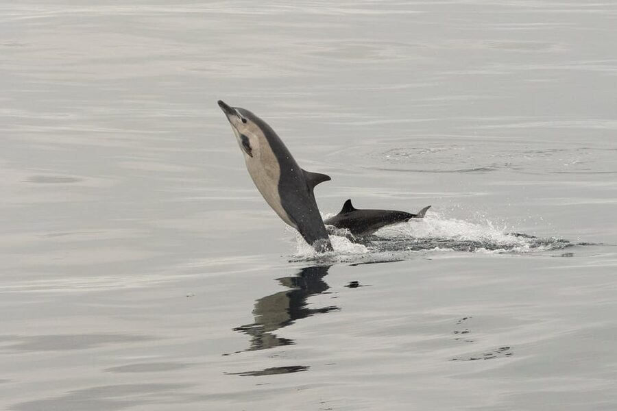 San Diego: Dolphin and Whale-Watching Sunset Cruise - What you actually see: dolphins, humpbacks, fin whales, and surprise species