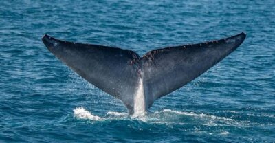 San Diego: Dolphin and Whale-Watching Sunset Cruise - Sunset cruise schedule: 2 to 3 hours, and why the season changes the mood