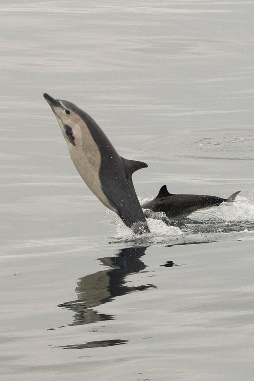 San Diego: Dolphin and Whale-Watching Sunset Cruise - How the onboard naturalist turns spotting into understanding
