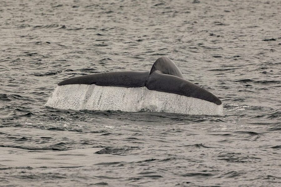 San Diego: Dolphin and Whale-Watching Sunset Cruise - Price and value: is $70 per person worth it?
