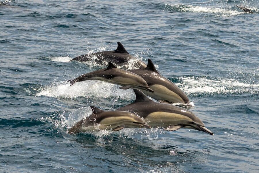 San Diego: Dolphin and Whale-Watching Sunset Cruise - Who should book this cruise (and who may want to skip it)