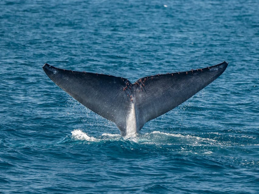 San Diego: Dolphin and Whale-Watching Sunset Cruise - Quick practical rundown before you go