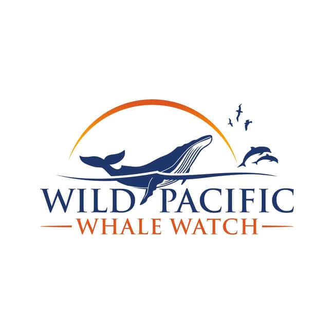 San Diego: Luxury Year-round Whale Watching & Dolphin Tour - What you’re looking for out on the water