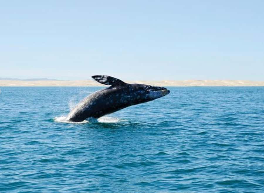 San Diego: Whale and Dolphin Watching Cruise - Key things to know before you go