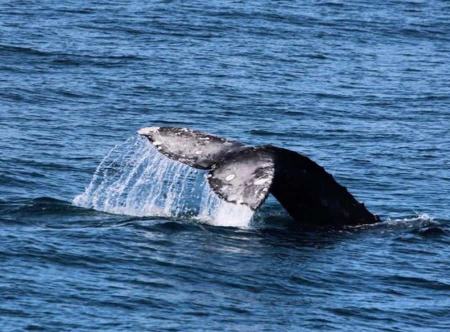 San Diego: Whale and Dolphin Watching Cruise - San Diego’s coastline is a year-round marine highway