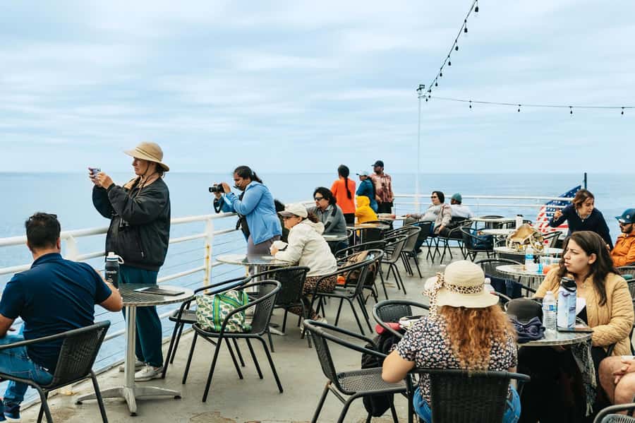 San Diego: Whale and Dolphin Watching Cruise - Comfort and views: what to bring for deck time and cold mornings