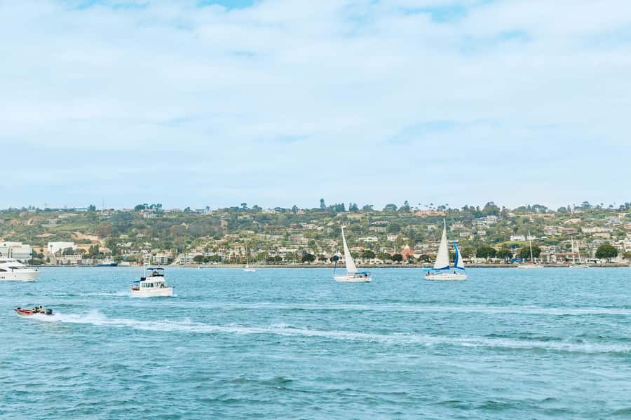 San Diego: Whale and Dolphin Watching Cruise - Food, drinks, and motion sickness: keep it practical