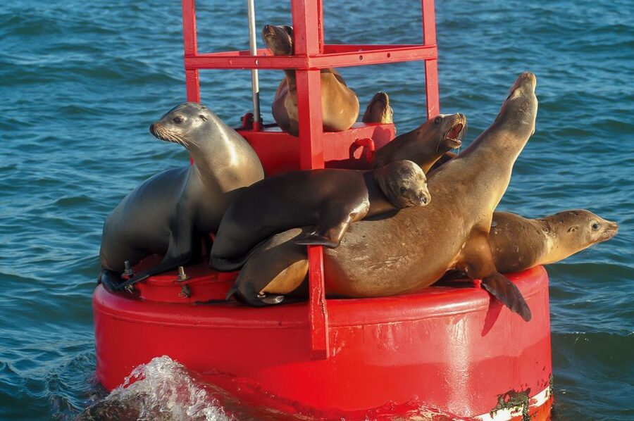San Diego: Whale and Dolphin Watching Cruise - Who this cruise suits best (and who should rethink it)