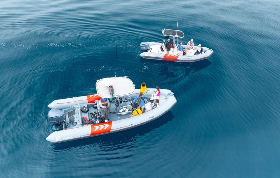 San Diego: Whale and Dolphin Watching Speedboat Tour - Key Things That Make This Tour Worth Your Time