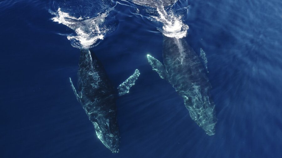 San Diego: Whale and Dolphin Watching Speedboat Tour - Quick, Practical Tips to Improve Your Chances