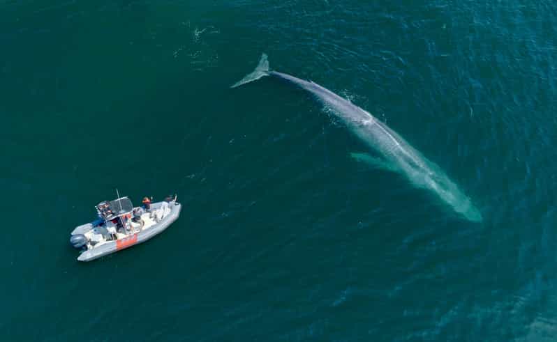 San Diego: Whale and Dolphin Watching Speedboat Tour - Whale Sightings: The Thrill Versus the Reality Check