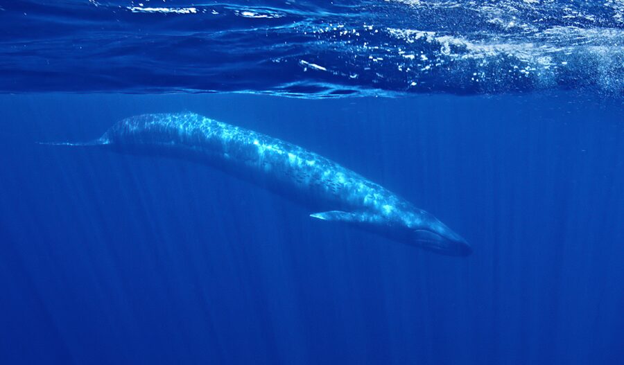 San Diego: Whale and Dolphin Watching Speedboat Tour - Dolphins Up Close: The Most Reliable Payoff