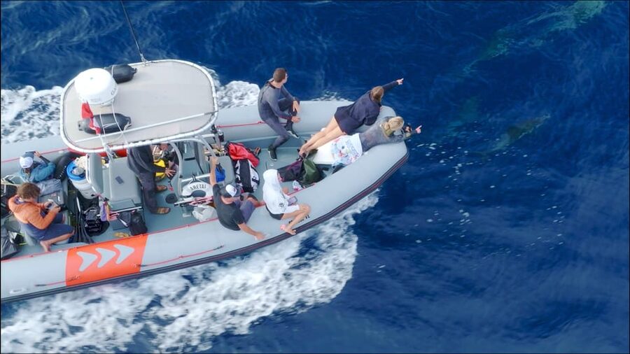San Diego: Whale and Dolphin Watching Speedboat Tour - The Return to Seaforth Marina: Plan for a Clean Finish