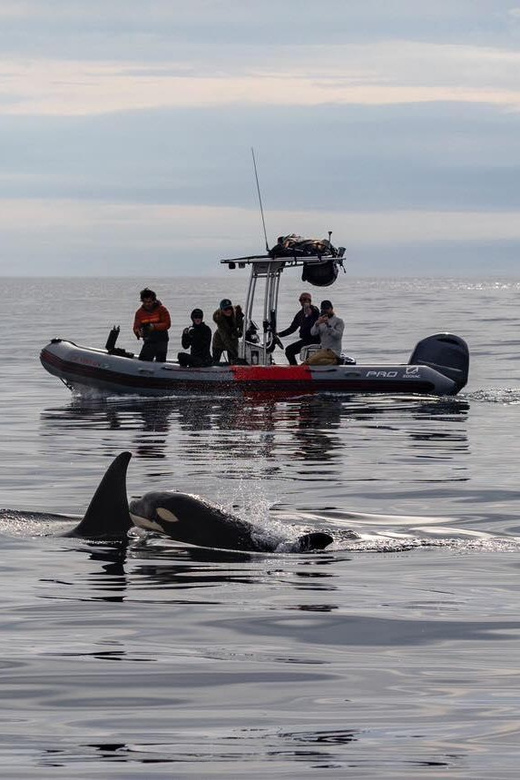 San Diego: Whale and Dolphin Watching Speedboat Tour - What the Price Covers (and How to Judge the Value)