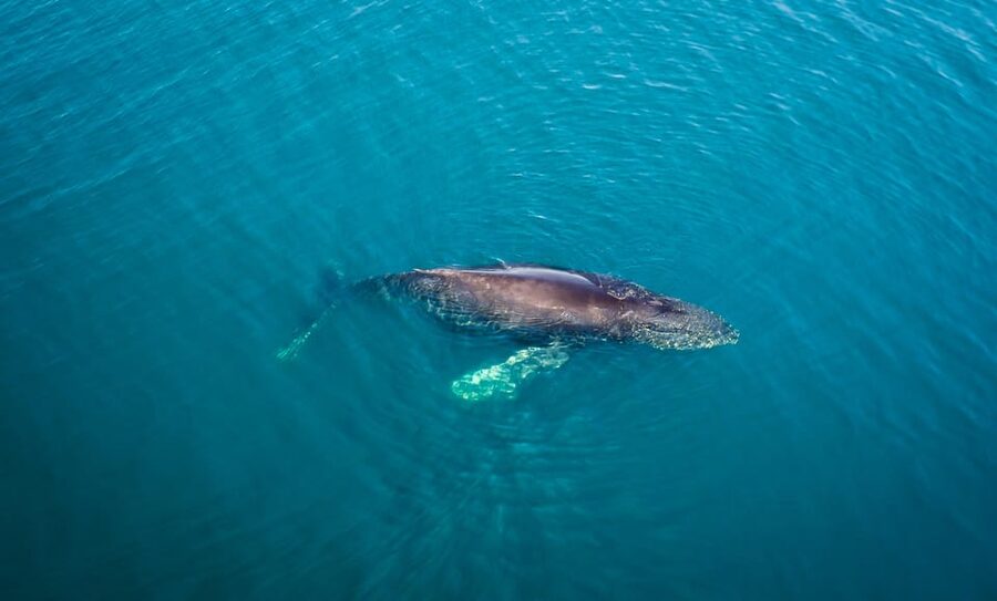 San Diego: Whale and Dolphin Watching Speedboat Tour - Who This Tour Fits Best