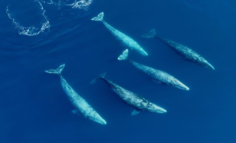 San Diego: Whale and Dolphin Watching Speedboat Tour - 3 Hours at Sea: What You’ll Actually Do and See