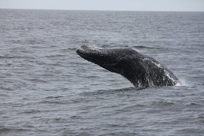 San Diego Whale/Dolphin Watching Cruise Aboard Luxury Vessel - Your stop in San Diego Bay: where the cruise begins and how the timing works
