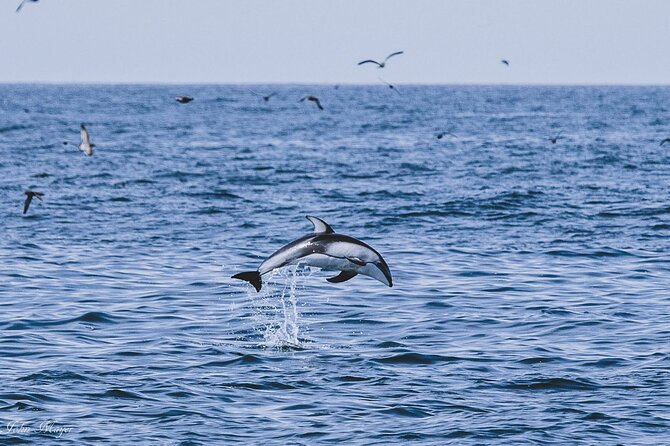 San Diego Whale/Dolphin Watching Cruise Aboard Luxury Vessel - Price and value: why $76 makes sense for San Diego wildlife
