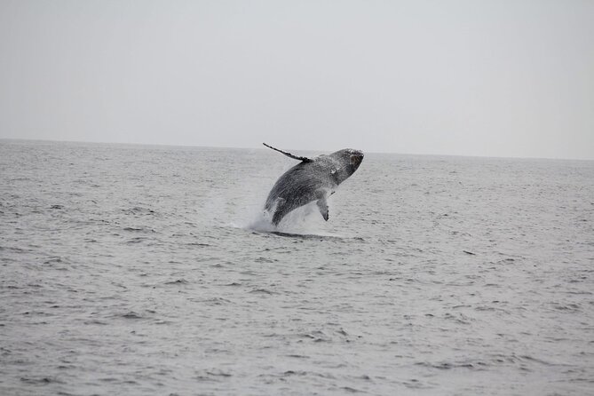 San Diego Whale/Dolphin Watching Cruise Aboard Luxury Vessel - What to expect if whales are far away or not seen