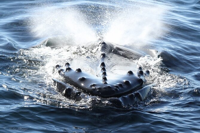 San Diego Whale/Dolphin Watching Cruise Aboard Luxury Vessel - The wildlife hunt: what you’re actually looking for offshore