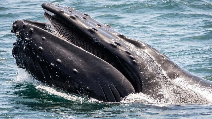 San Pedro: West Harbor LA Dolphin & Whale Watching Cruise - San Pedro departures: Maritime Museum docks and a perfect meal-walk combo