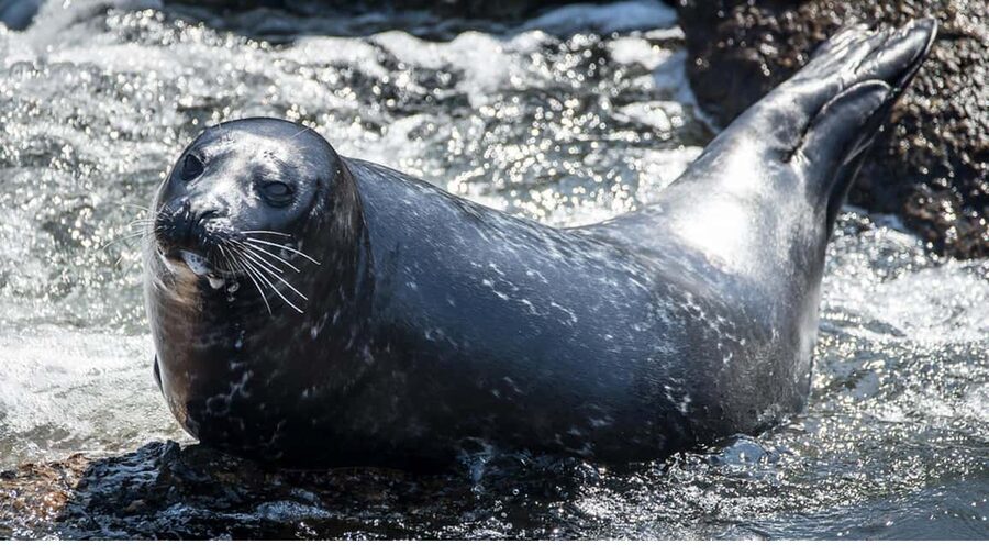 San Pedro: West Harbor LA Dolphin & Whale Watching Cruise - Who this cruise fits best, and who should skip it