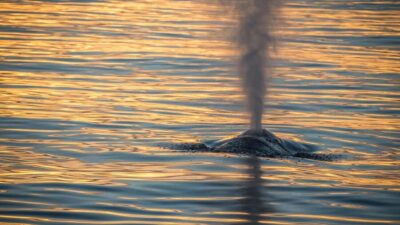 San Pedro: West Harbor LA Dolphin & Whale Watching Cruise - Price and value: what $45 buys you (and what it doesn’t)