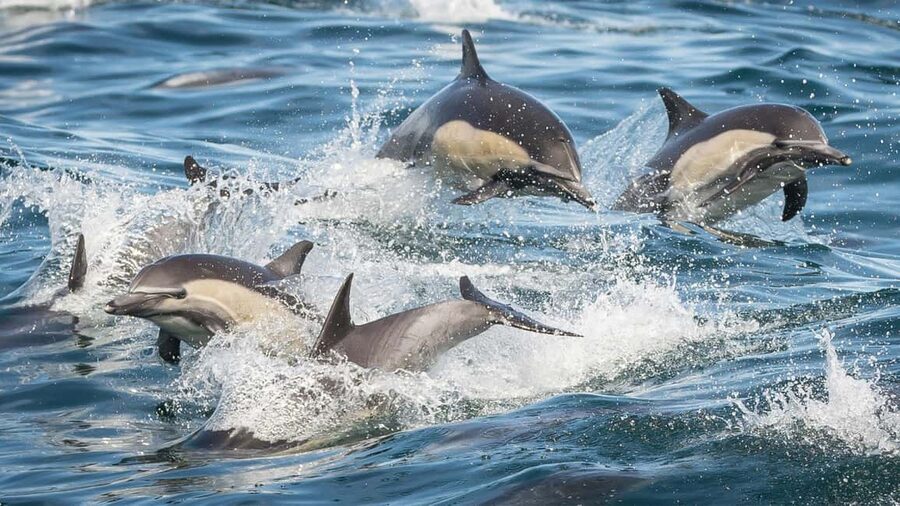 San Pedro: West Harbor LA Dolphin & Whale Watching Cruise - Should you book this San Pedro dolphin and whale cruise?