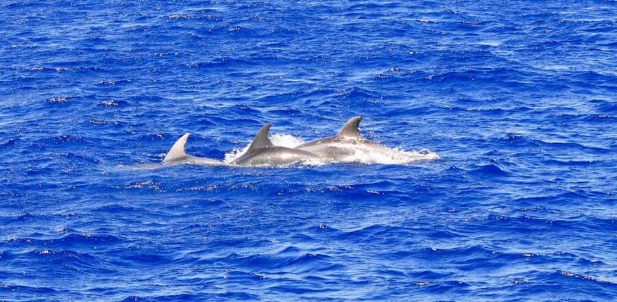 Santa Ponsa: Dolphin Watching Cruise - Santa Ponsa Departure: Speedboat Ride Into Calvia Bay