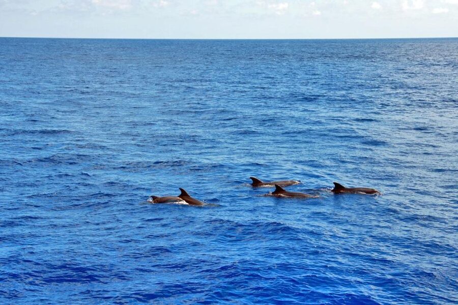 Santa Ponsa: Dolphin Watching Cruise - The Swim Stop: Fun Coves, Crowd Energy, and Quick Tips