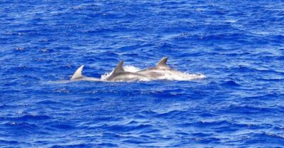 Santa Ponsa: Dolphin Watching Cruise - Boat Comfort and Seating: Big Vessel, Lots of Options