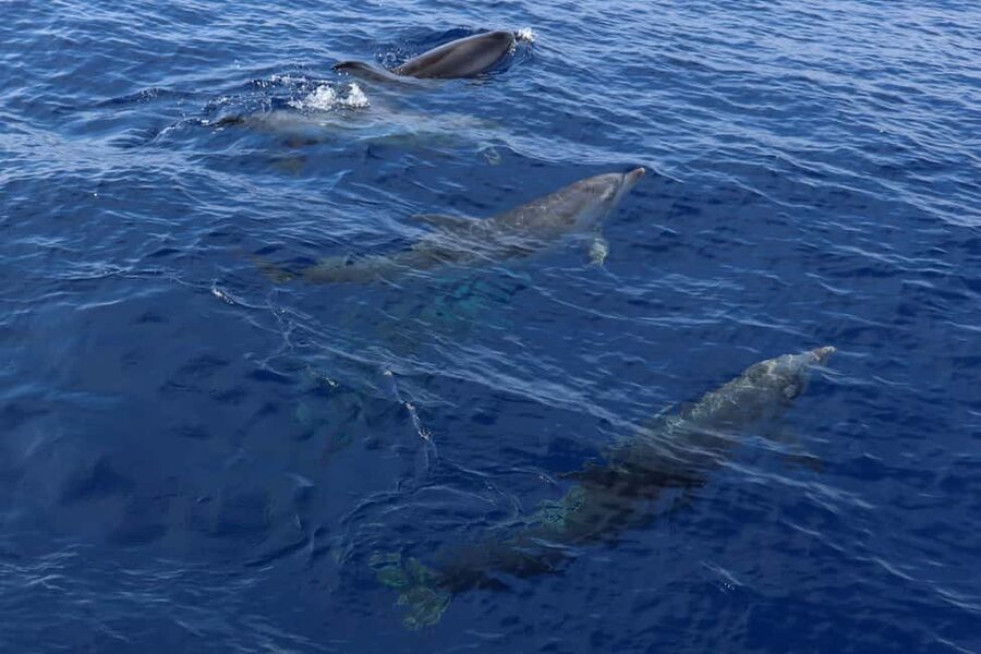 Santa Ponsa: Dolphin Watching Cruise - Crew and Captain Guidance: The Difference Between Seeing and Missing