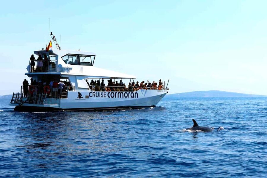 Santa Ponsa: Dolphin Watching Cruise - Should You Book the Santa Ponsa Dolphin Watching Cruise?