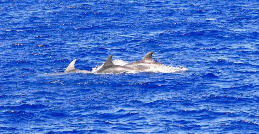 Santa Ponsa: Dolphin Watching Cruise - Boat Comfort and Seating: Big Vessel, Lots of Options