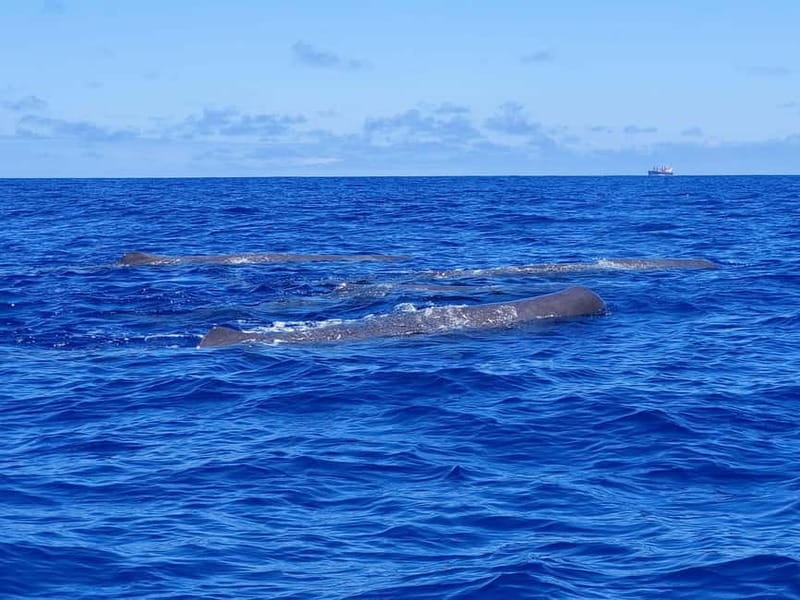 São Miguel, Azores: Whale and Dolphin Watching Tour - Key highlights worth caring about