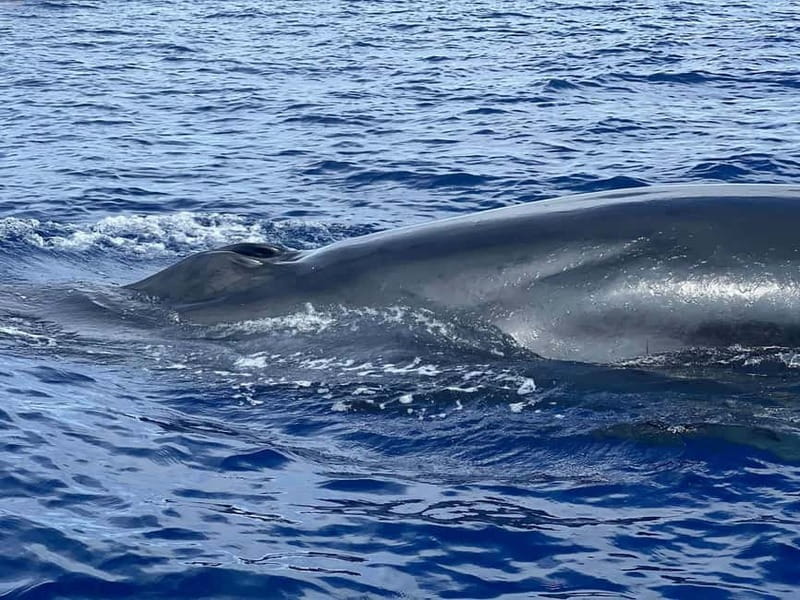 São Miguel, Azores: Whale and Dolphin Watching Tour - Choosing between a catamaran and a RIB in São Miguel
