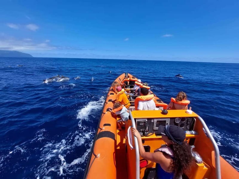 São Miguel, Azores: Whale and Dolphin Watching Tour - The 3.5-hour rhythm: briefing, searching, and watching responsibly
