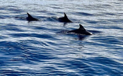 São Miguel, Azores: Whale and Dolphin Watching Tour - What whales and dolphins you may actually see (and when)