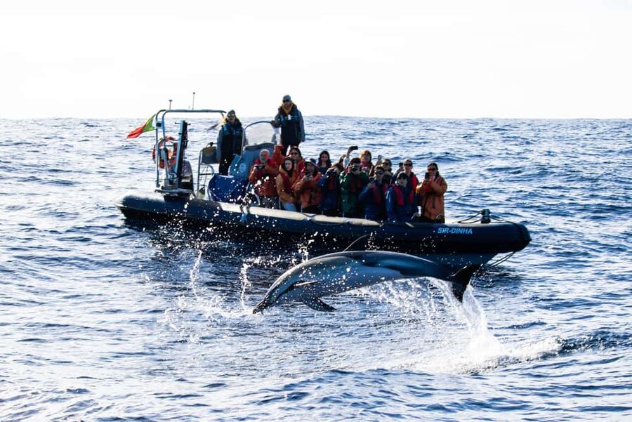 São Miguel: Whale Watching & Wild Dolphins Swimming Full-day - Key Takeaways Before You Go