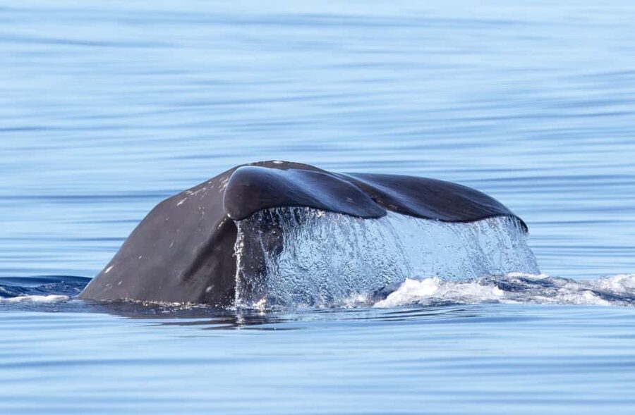 São Miguel: Whale Watching & Wild Dolphins Swimming Full-day - Marina Pêro de Teive to Ponta Delgada: Your Day Starts Fast