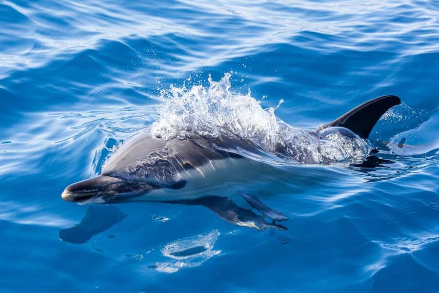São Miguel: Whale Watching & Wild Dolphins Swimming Full-day - Dolphin Swimming in Open Water: Snorkel Gear, Short Turns, Real Rules