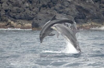 São Miguel: Whale Watching & Wild Dolphins Swimming Full-day - Picnic Lunch in Ponta Delgada: Fuel Up, Reset Your Body