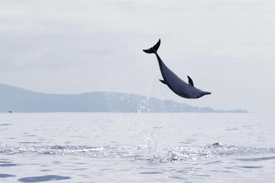 São Miguel: Whale Watching & Wild Dolphins Swimming Full-day - Group Size, Boat Style, and the Reality of Sea Motion