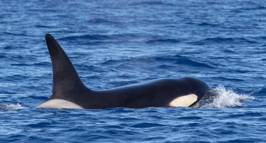 São Miguel: Whale Watching & Wild Dolphins Swimming Full-day - What to Bring (and What to Wear) for Comfort