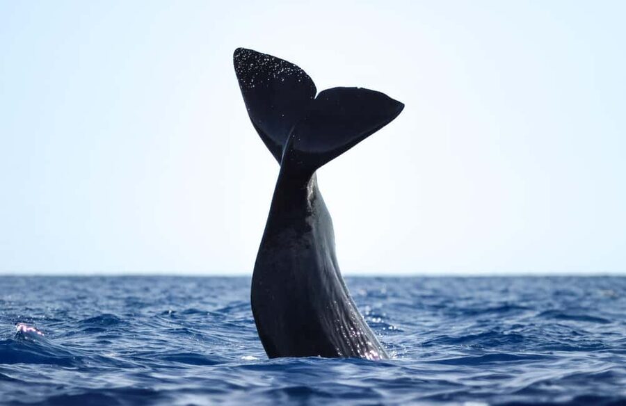 São Miguel: Whale Watching & Wild Dolphins Swimming Full-day - Price and Value: Why $247 Can Make Sense Here