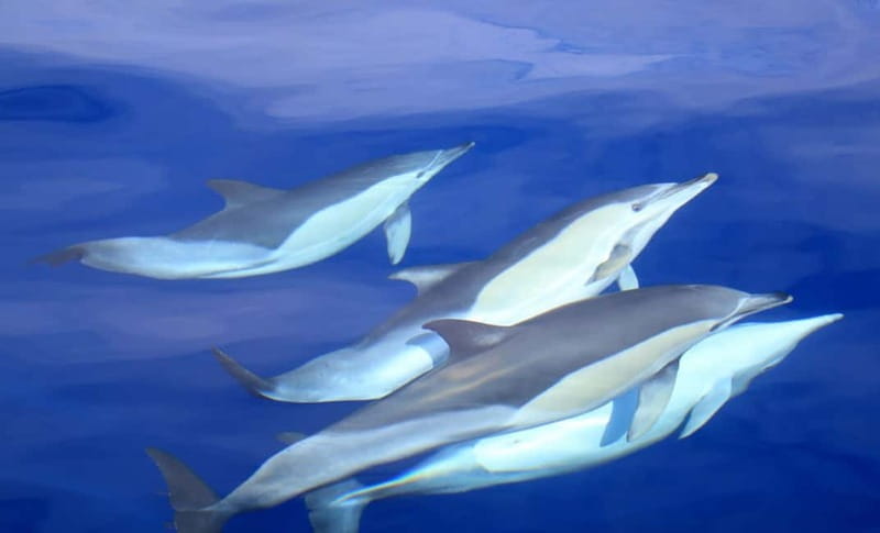 São Miguel: Wild Swimming with Dolphins - Key moments that matter most