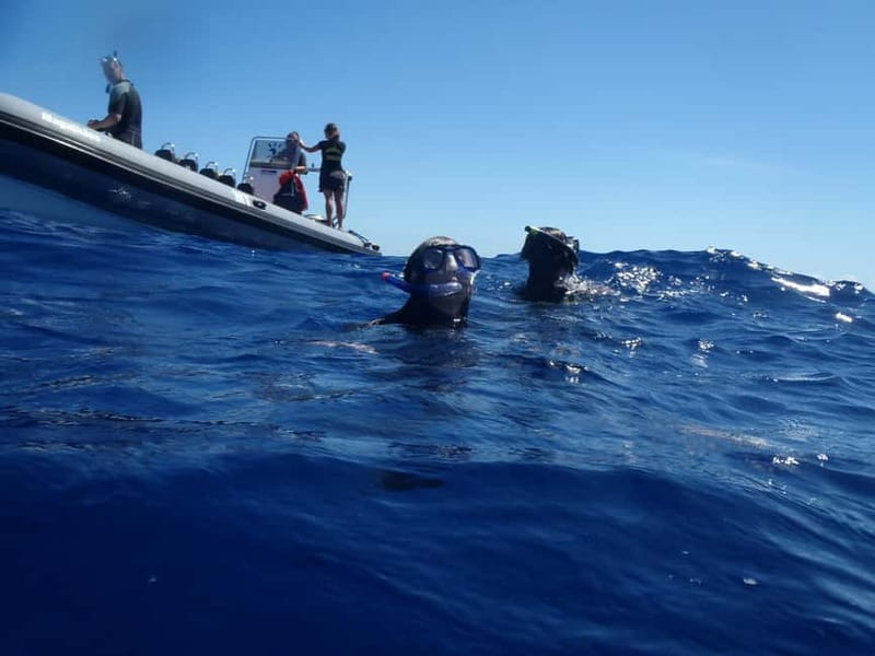 São Miguel: Wild Swimming with Dolphins - How the São Miguel dolphin swim actually works (2.5 hours, 3 steps)
