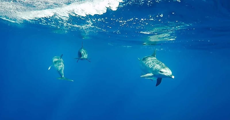São Miguel: Wild Swimming with Dolphins - The safety briefing isn’t just paperwork