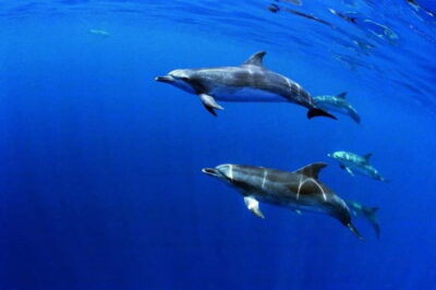 São Miguel: Wild Swimming with Dolphins - Marina Pêro de Teive to the Ponta Delgada briefing: expect a quick setup